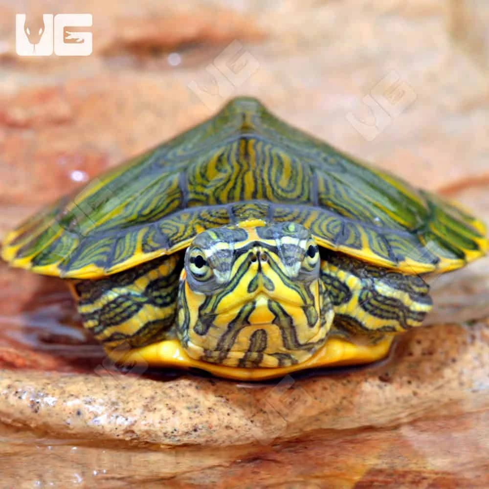 Baby Yellowbelly Slider Turtle - Image 4