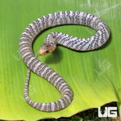 C.B. Male Baby Yellowtail Cribo #1