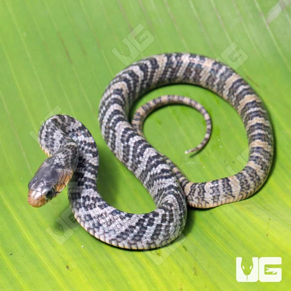 C.B. Male Baby Yellowtail Cribo #3 - Image 4