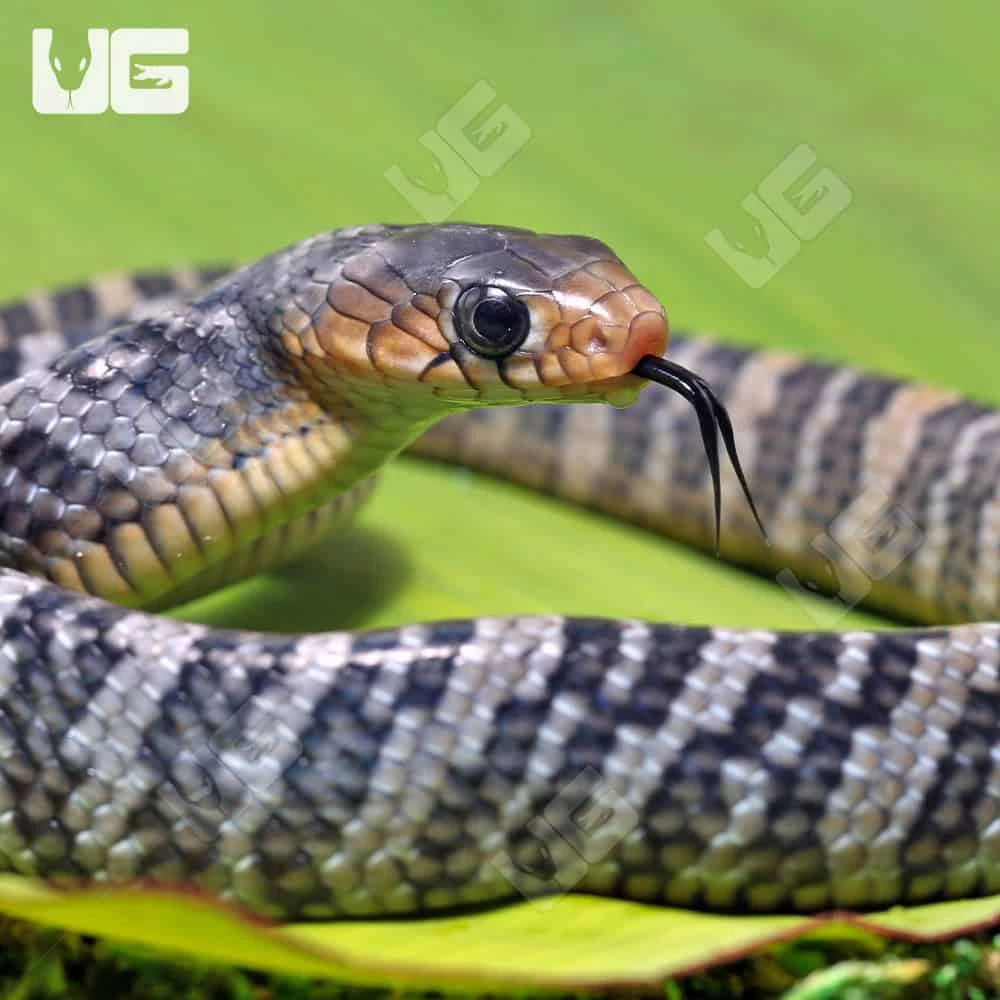 C.B. Male Baby Yellowtail Cribo #3 - Image 2