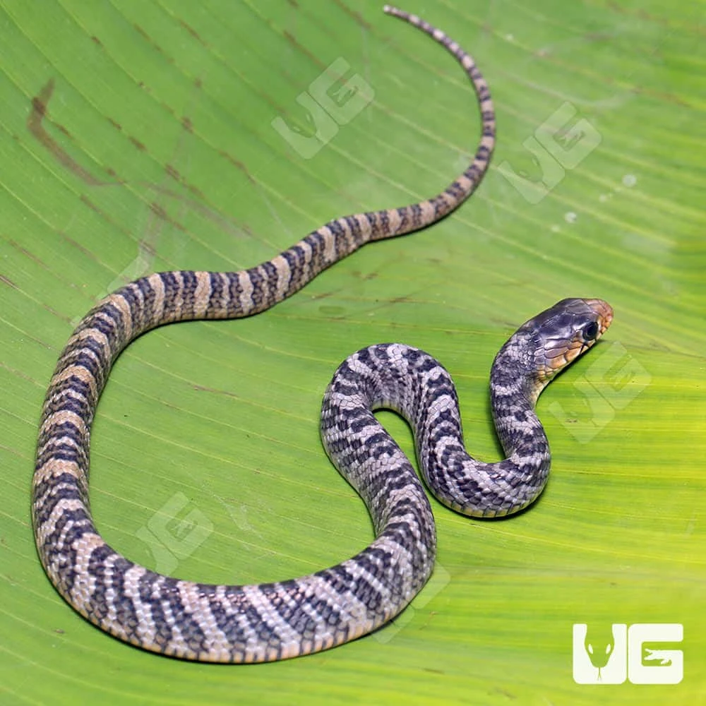 C.B. Male Baby Yellowtail Cribo #3 - Image 3