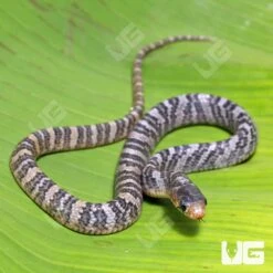 C.B. Male Baby Yellowtail Cribo #3