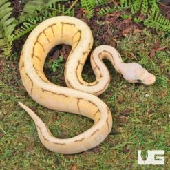 Baby Female Yellowbelly Spinnerblast Ball Python