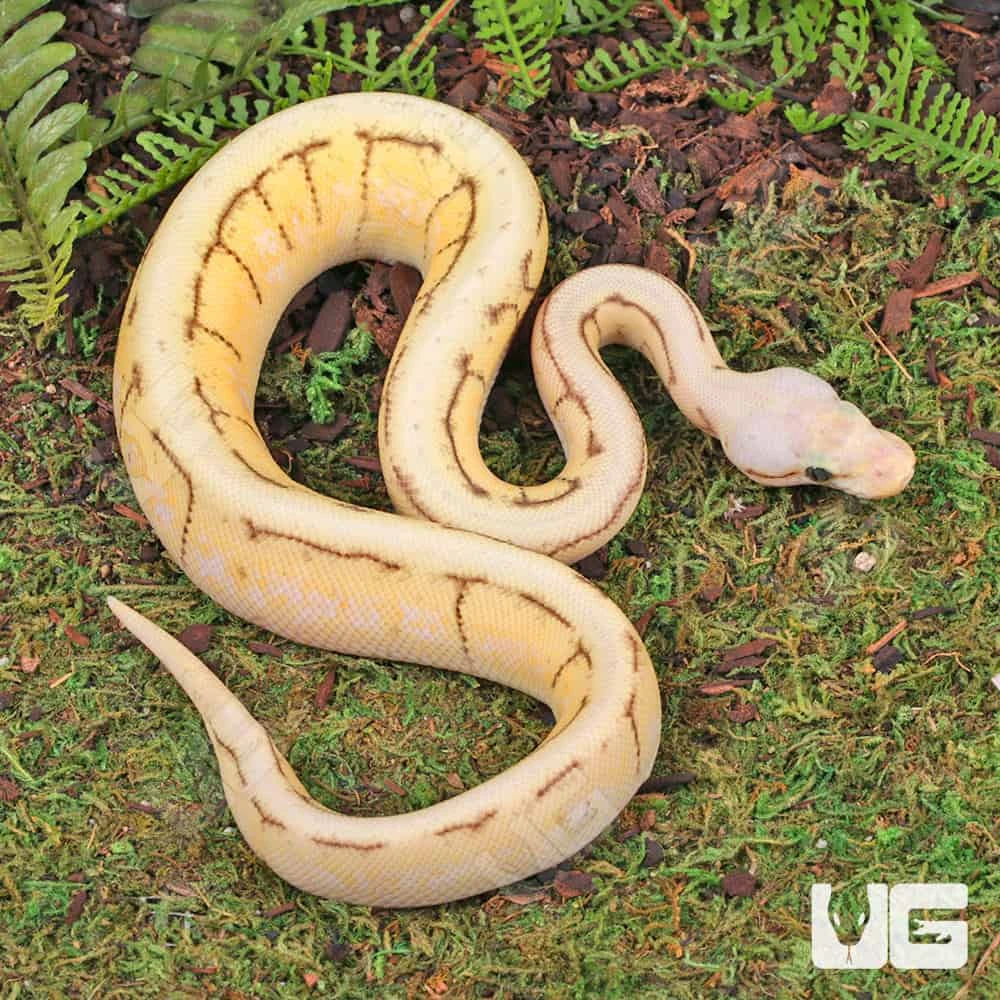Baby Female Yellowbelly Spinnerblast Ball Python
