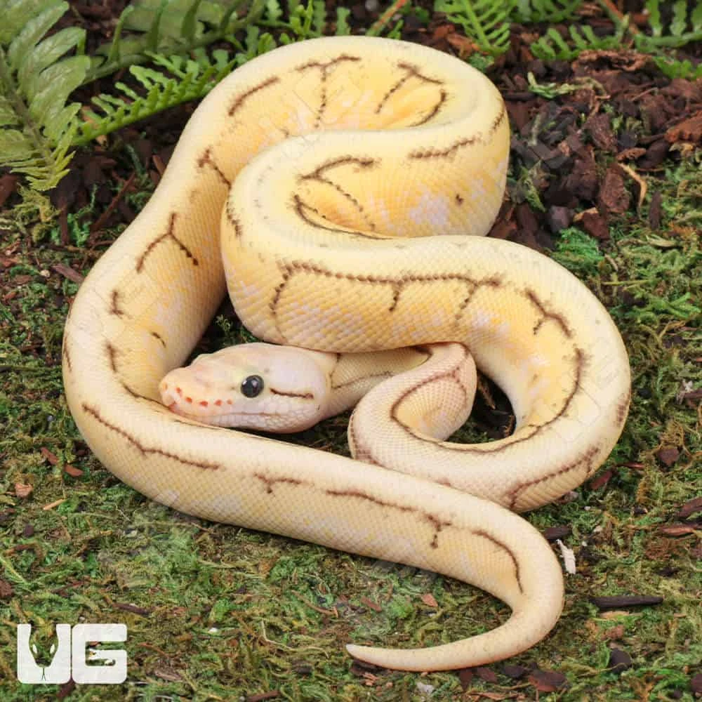 Baby Female Yellowbelly Spinnerblast Ball Python - Image 2