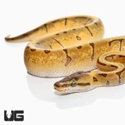 Baby Super Enchi Pinstripe Ball Python