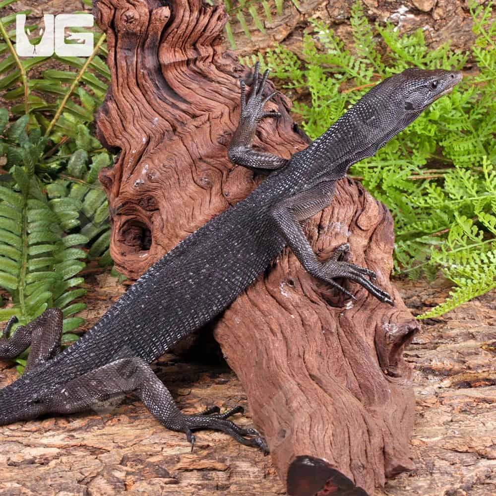 Black Tree Monitor Pair - Image 4