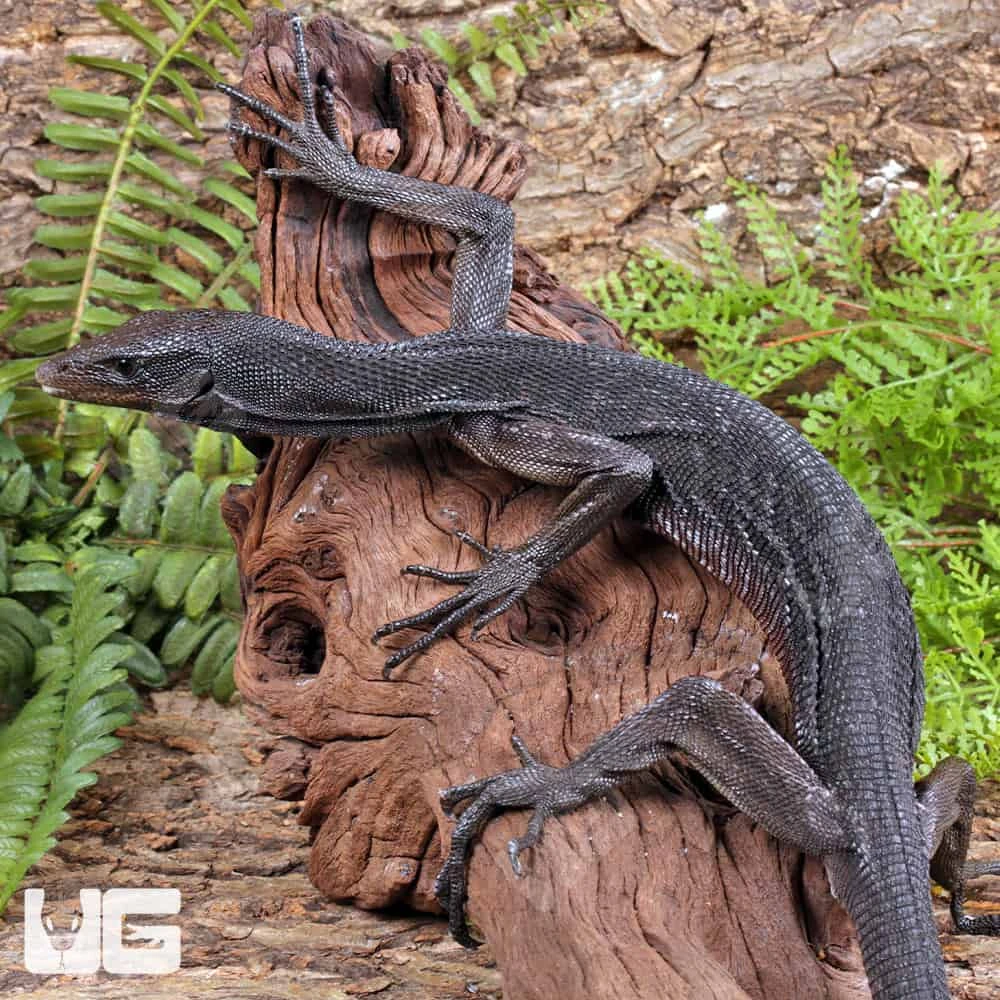 Black Tree Monitor Pair