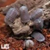 Black Angel Isopods