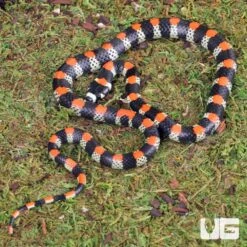 Black Banded Snake
