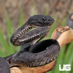 Purple Spotted Pit Viper