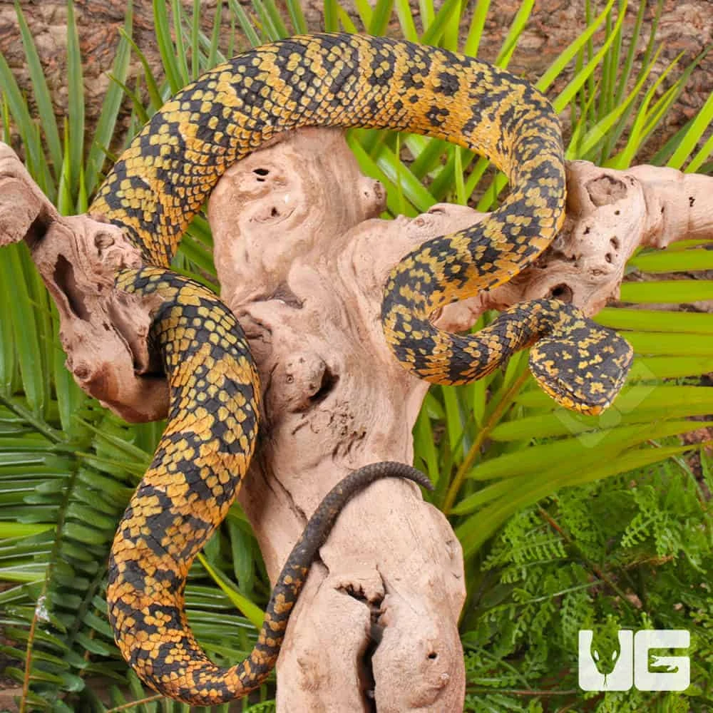 Adult Female Black And Yellow Sulawesi Wagler’s Viper - Image 2