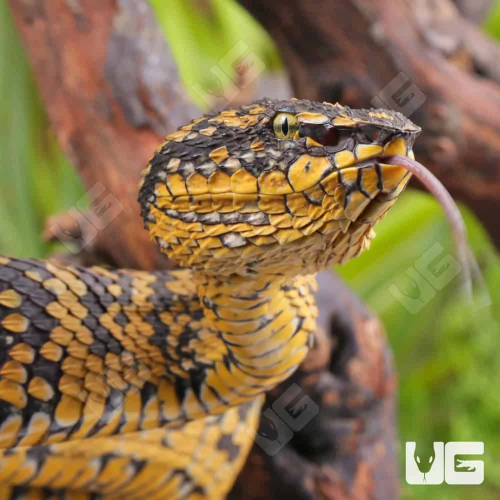 Adult Female Black And Yellow Sulawesi Wagler’s Viper - Image 4