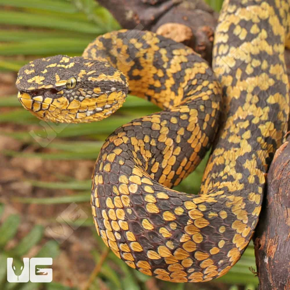 Adult Female Black And Yellow Sulawesi Wagler’s Viper - Image 3