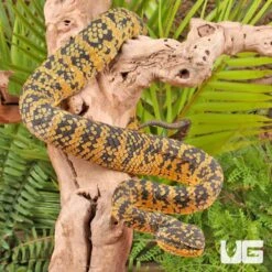 Adult Female Black And Yellow Sulawesi Wagler’s Viper