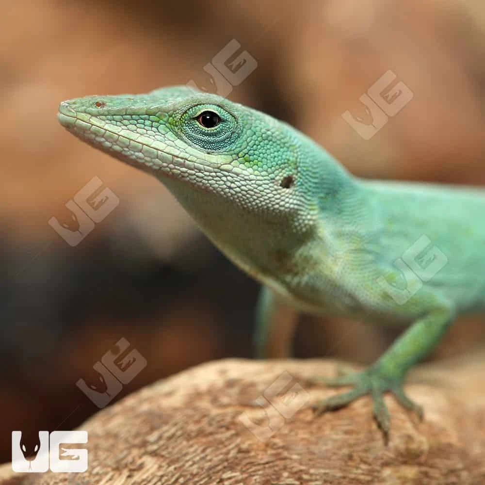 Axanthic Blue Anole - Image 2