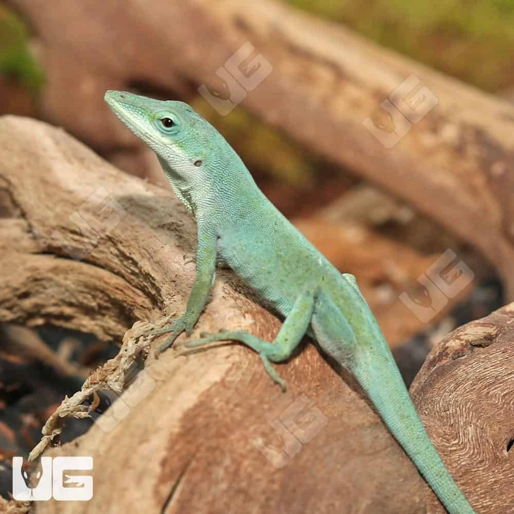 Axanthic Blue Anole - Image 3