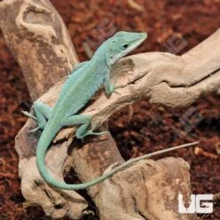 Axanthic Blue Anole