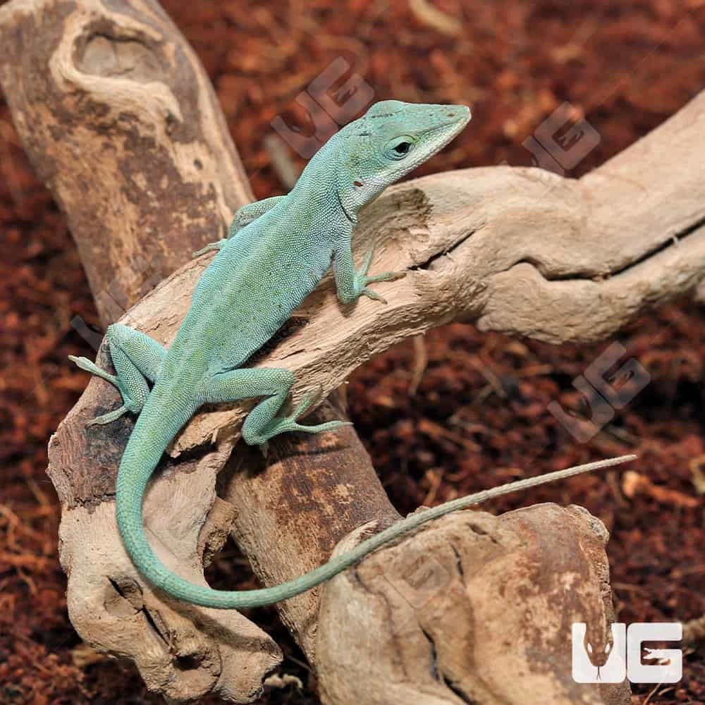 Axanthic Blue Anole