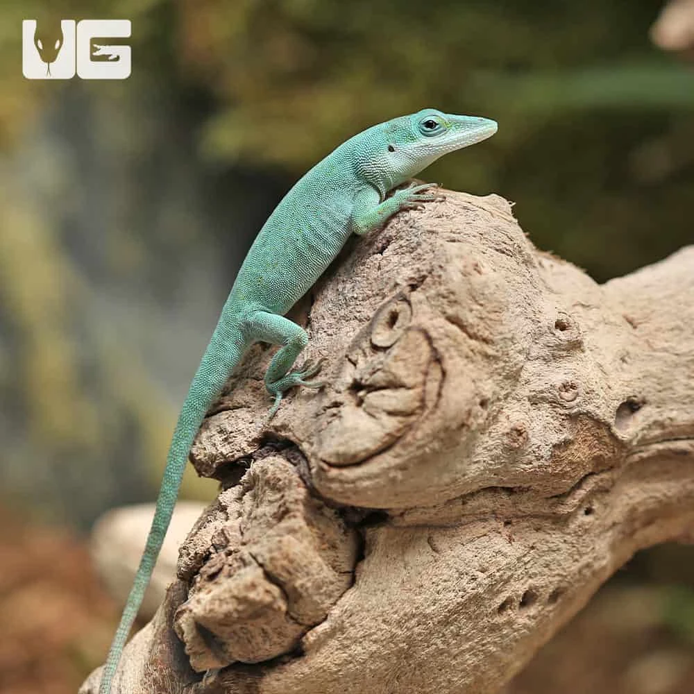 Axanthic Blue Anole - Image 4