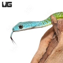 Blue Head Green Bush Snake