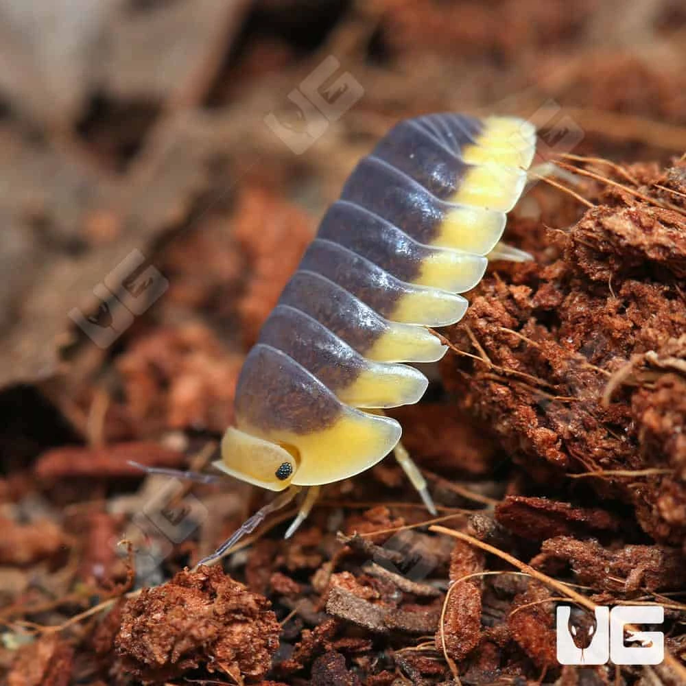 Blue Lemon Isopods - Image 4