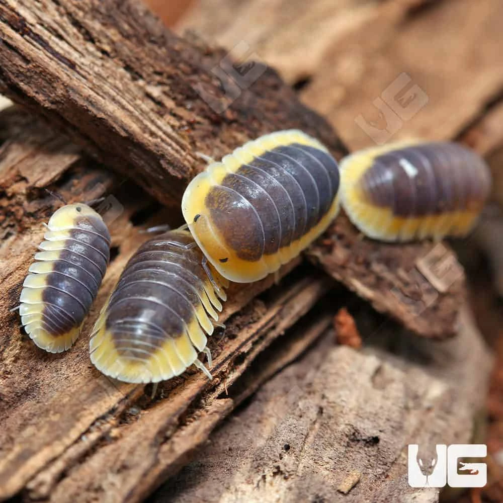 Blue Lemon Isopods