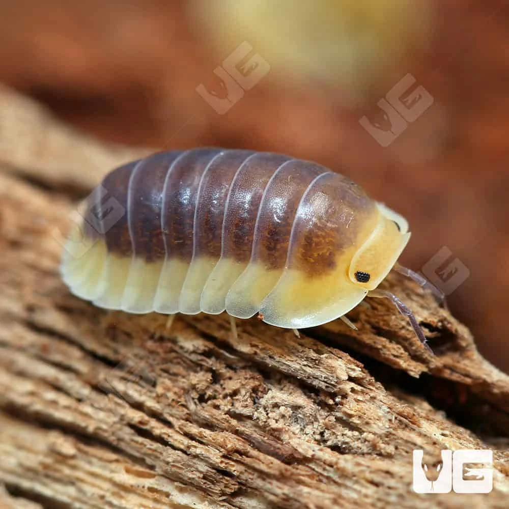Blue Lemon Isopods - Image 2