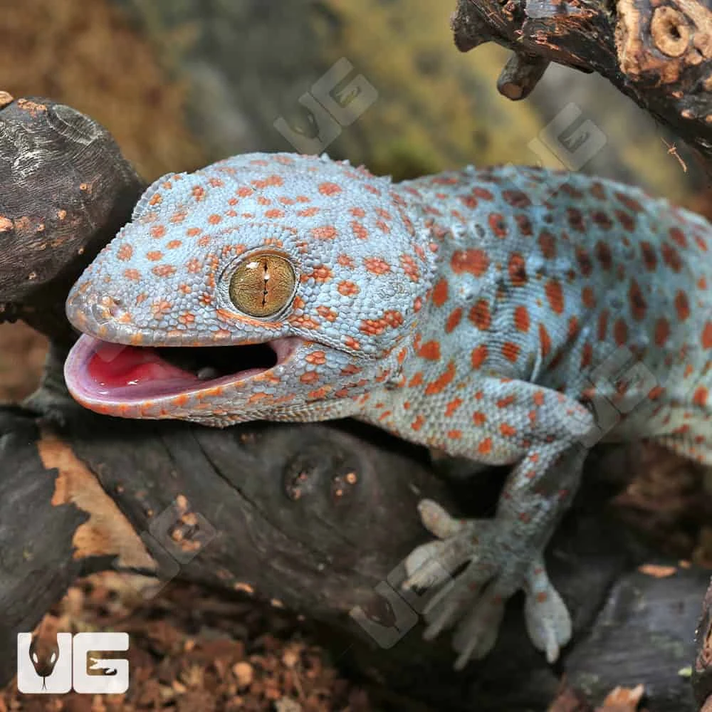 Male Blue Razz Tokay Gecko #2 - Image 2