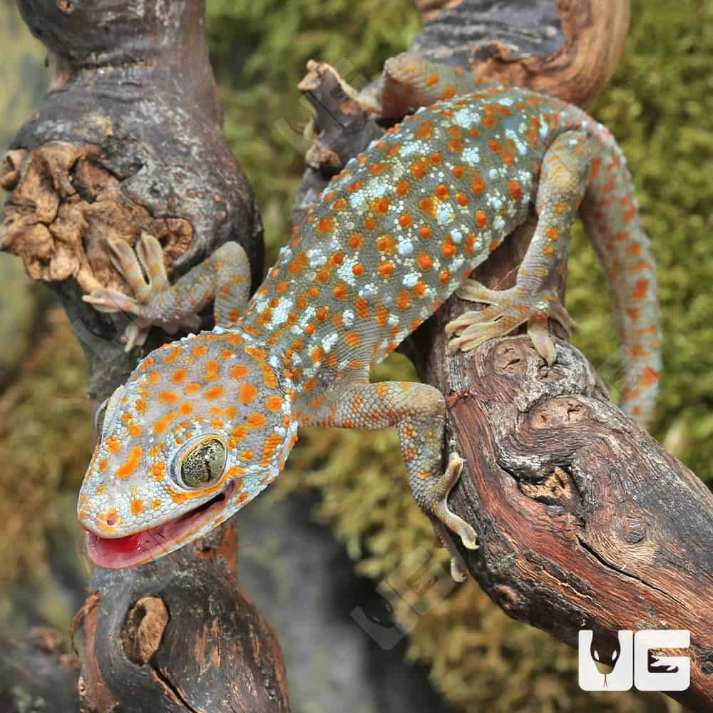 Adult Female Bold Paradox Tokay Gecko
