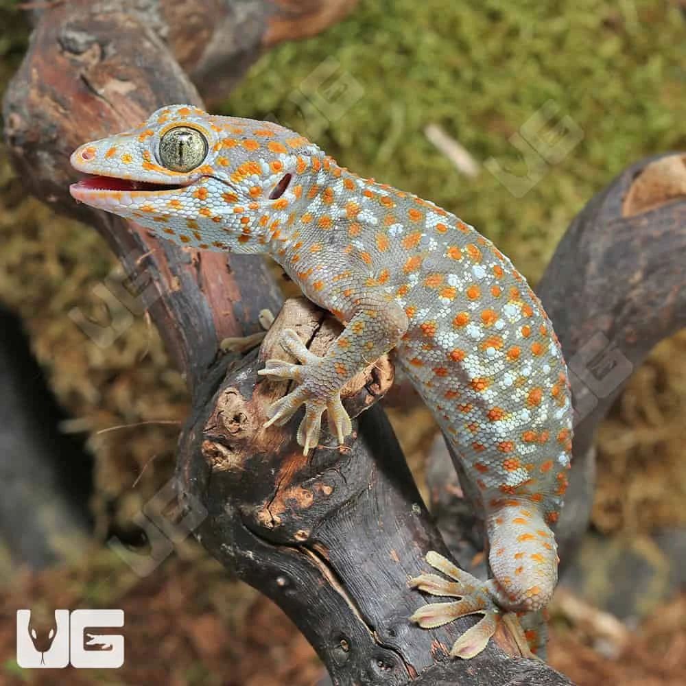Adult Female Bold Paradox Tokay Gecko - Image 3