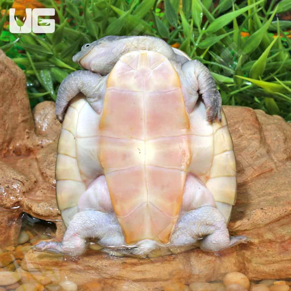 Branderhorst’s Snapping Turtle - Image 4