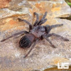 Brazilian Blue Violet Tarantula (.25 – .5″)
