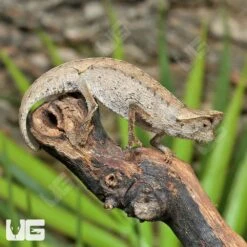 Brown Leaf Chameleon