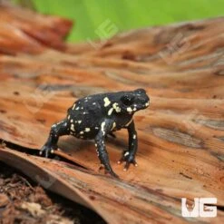 C.B. Bumblebee Toad