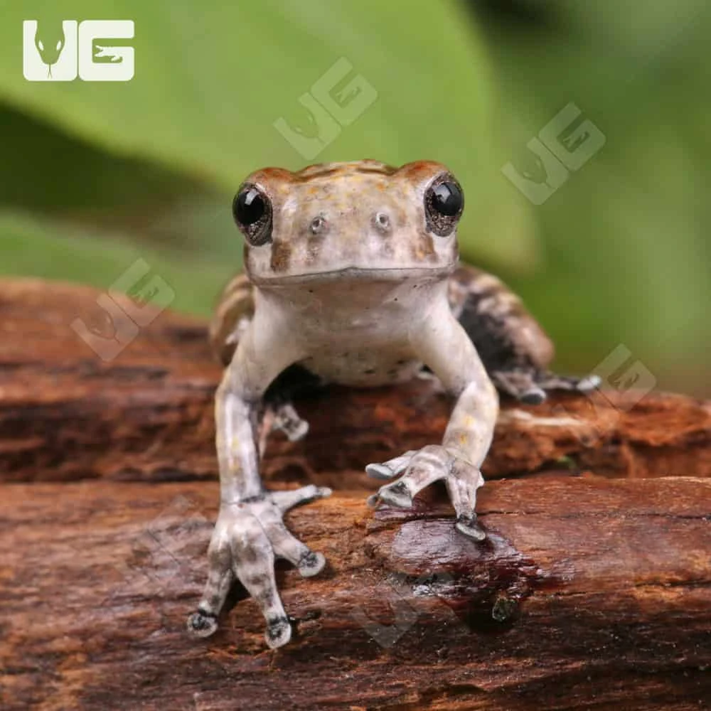 C.B. Baby Bird Poop Tree Frog - Image 2
