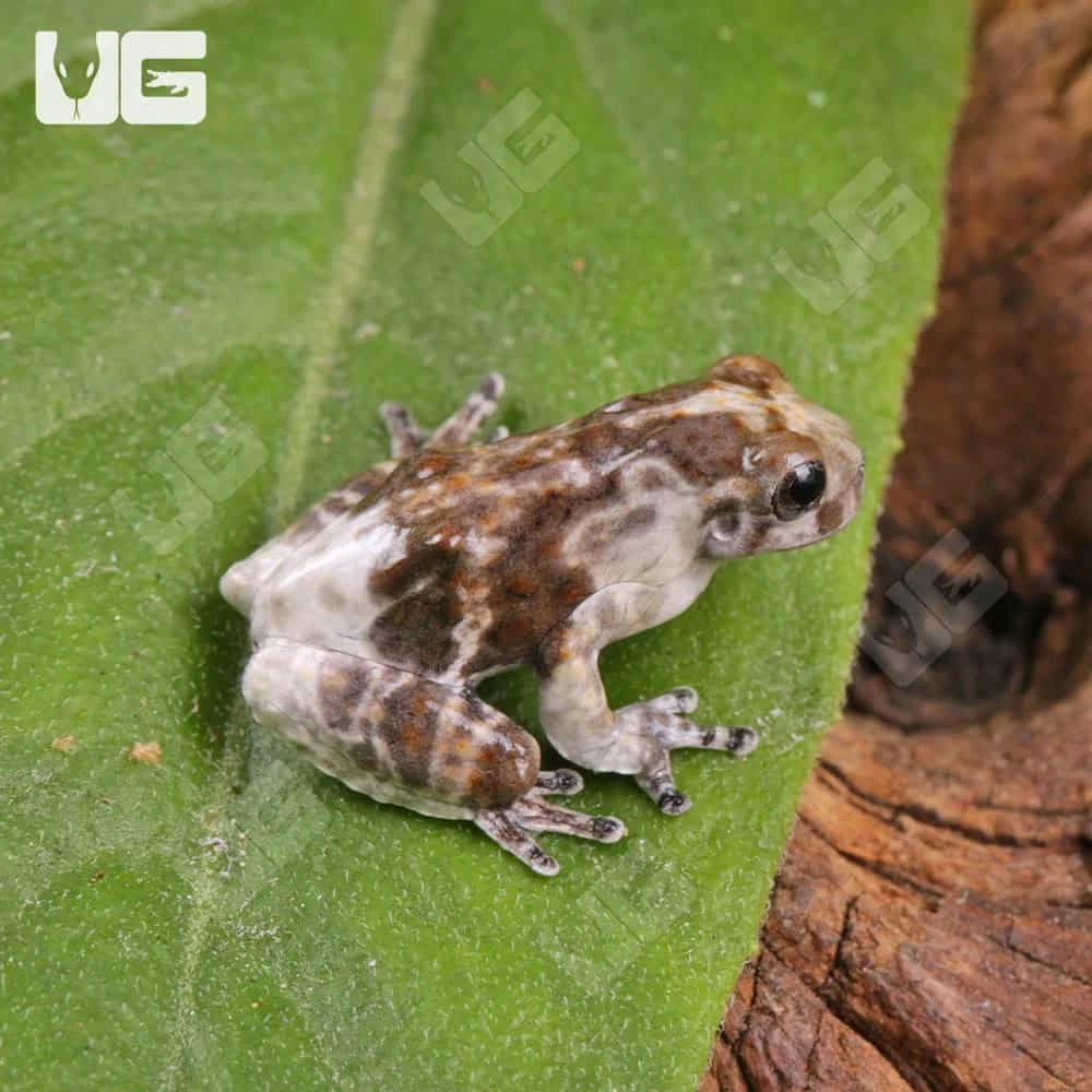 C.B. Baby Bird Poop Tree Frog - Image 4