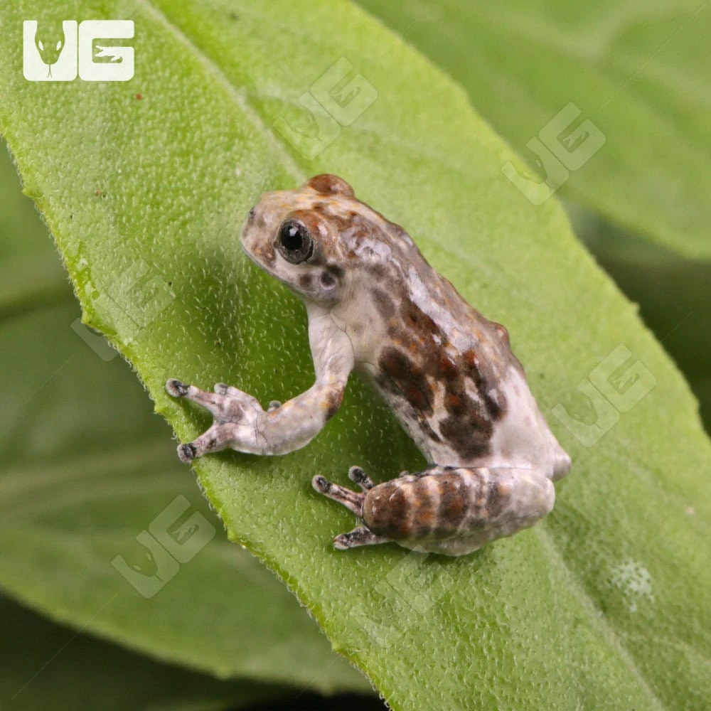 C.B. Baby Bird Poop Tree Frog - Image 3