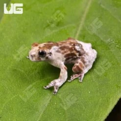 C.B. Baby Bird Poop Tree Frog