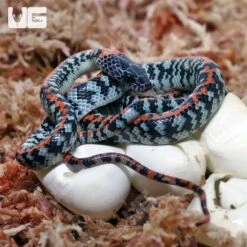 C.B Baby Checkered Bellied Snake Pair