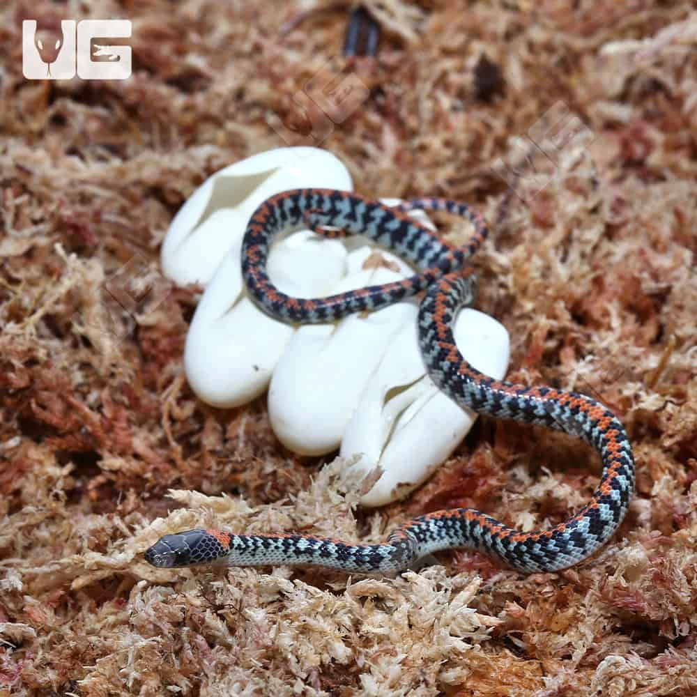 C.B Baby Checkered Bellied Snake Pair - Image 4