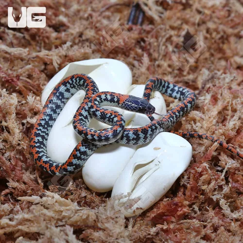 C.B Baby Checkered Bellied Snake Pair - Image 3