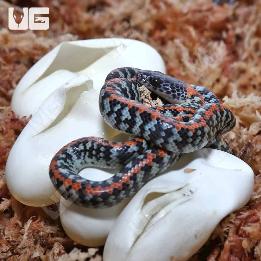 C.B Baby Checkered Bellied Snake Pair - Image 2