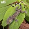 C.B. Baby Green Codom Tokay Gecko