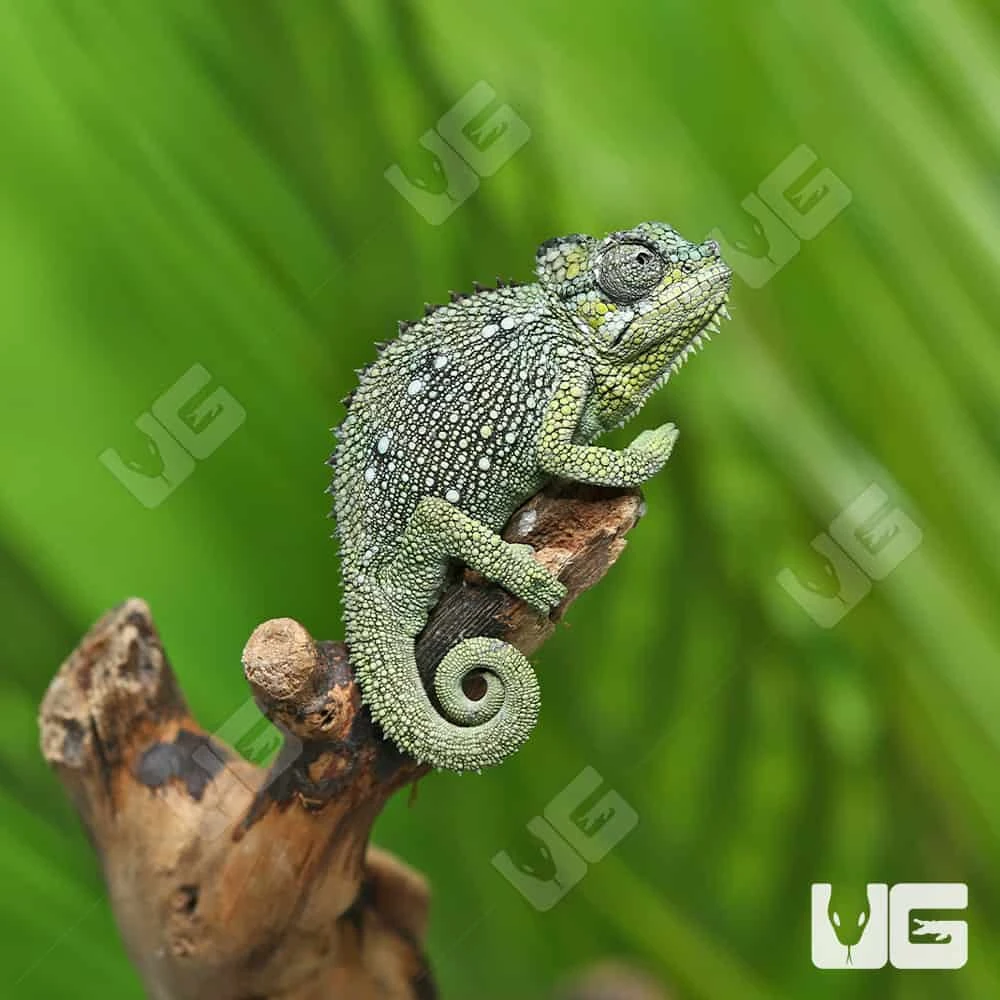 C.B. Baby Helmeted Chameleon
