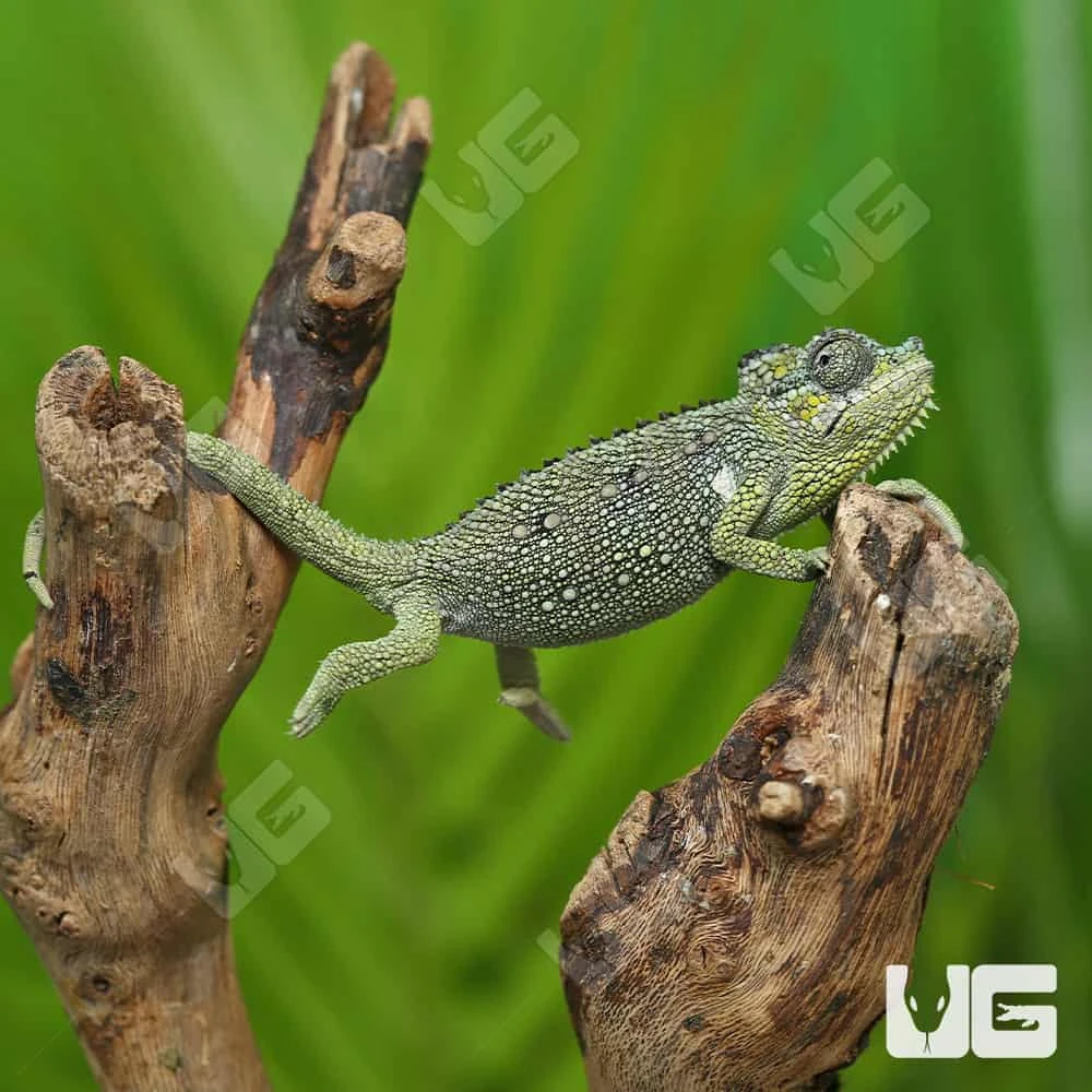 C.B. Baby Helmeted Chameleon - Image 2