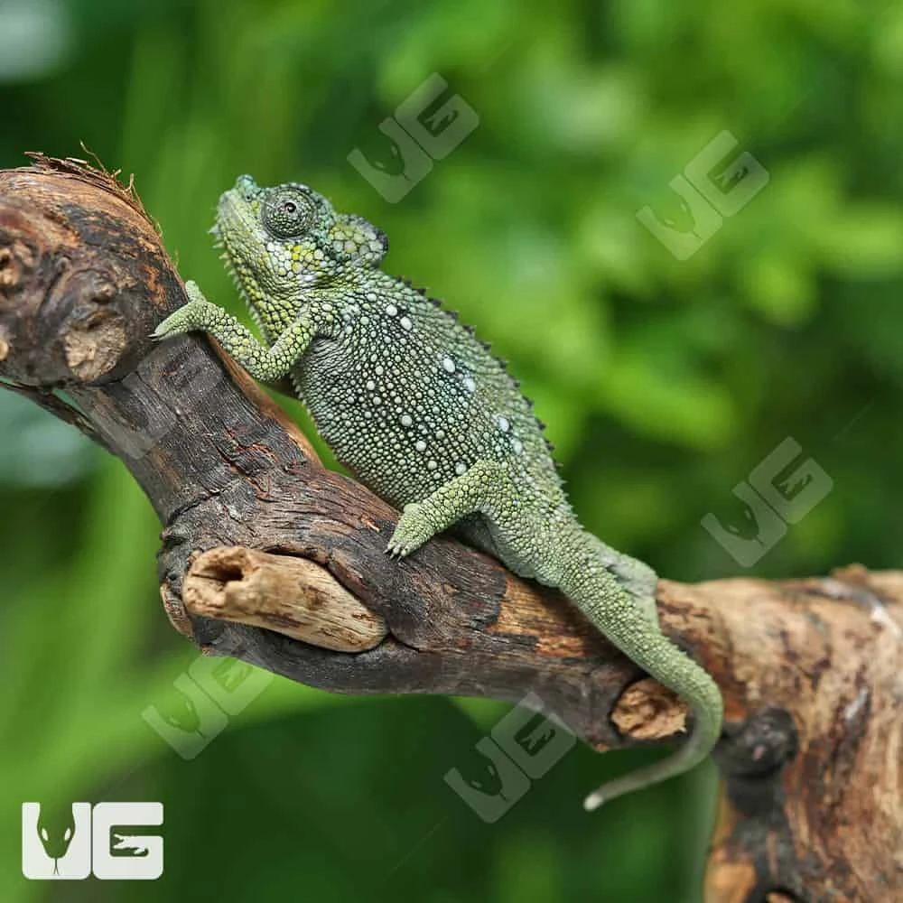 C.B. Baby Helmeted Chameleon - Image 3