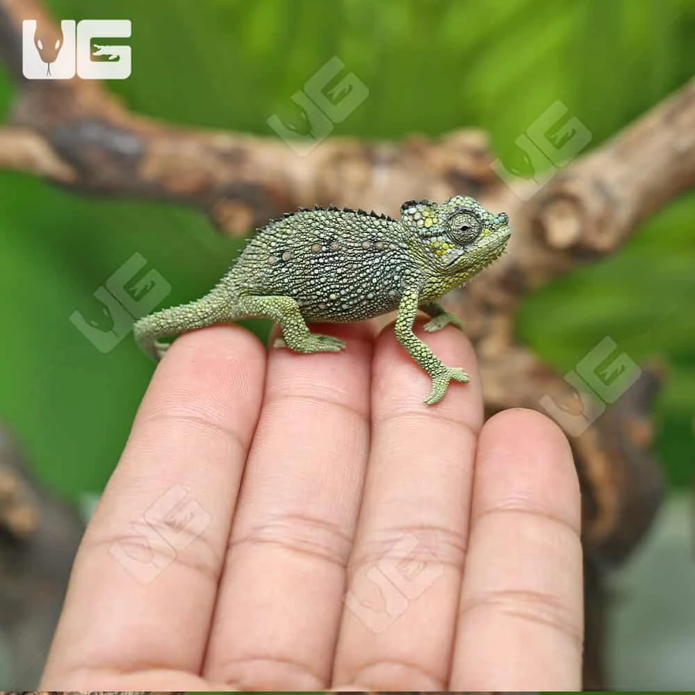 C.B. Baby Helmeted Chameleon - Image 5