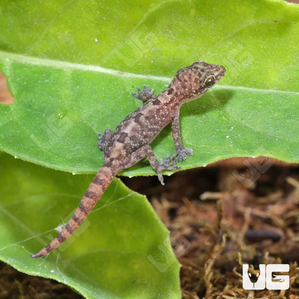 C.B. Baby Lined Day Gecko - Image 2