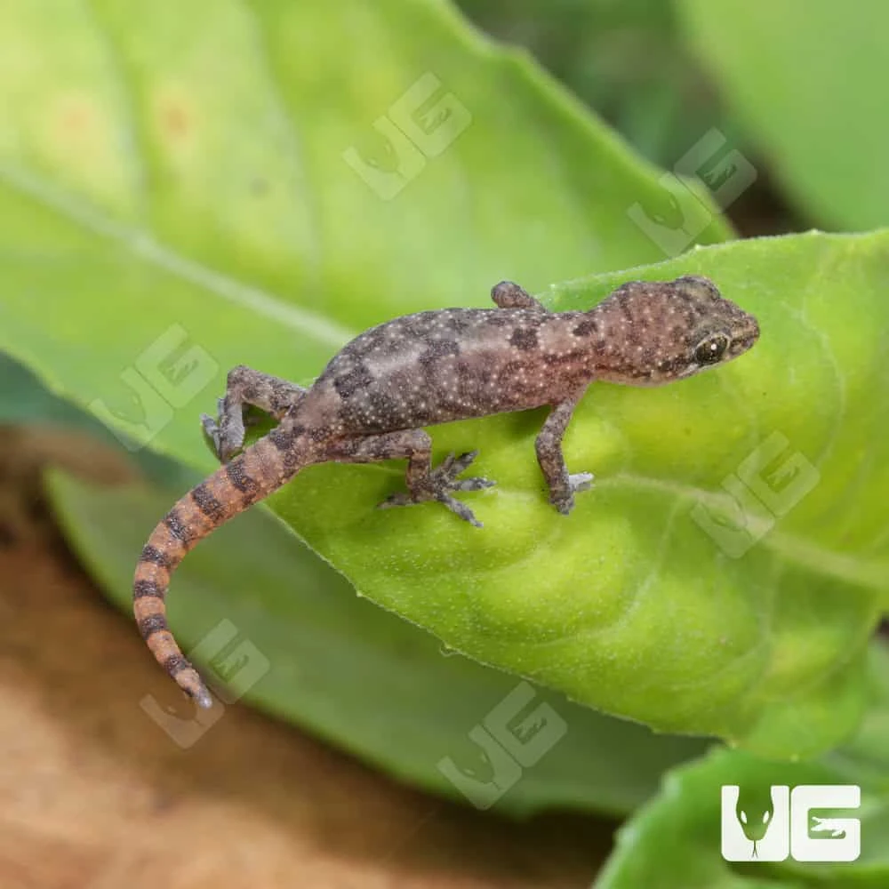 C.B. Baby Lined Day Gecko - Image 4